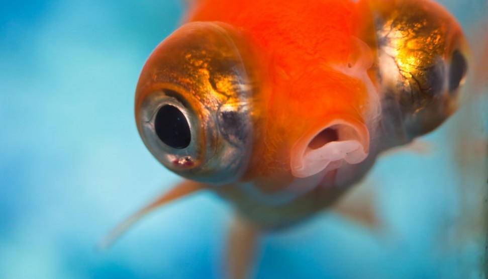 small fish